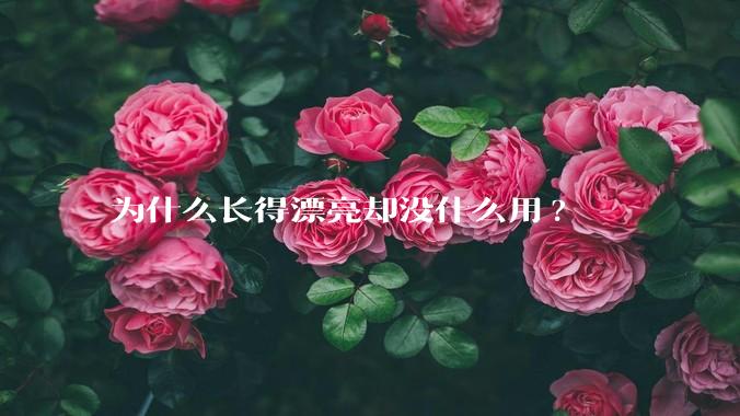 为什么长得漂亮却没什么用?